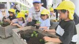 「大きくなーれ」園児が緑のカーテンづくり 市役所でゴーヤやアサガオを植える 山梨|TBS NEWS DIG