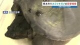 【近づかない!】住宅街で特定外来生物「カミツキガメ」目撃情報 捕獲を急ぐ 熊本市東区|TBS NEWS DIG