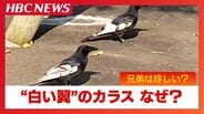 "白い翼"の兄弟カラス「非常に珍しいケース」専門家が語る”部分白化”の謎 北海道函館市 | 北海道のニュース|HBC北海道放送