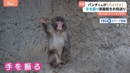 子ザルの「パンチくん」閉園アナウンスに合わせて来園者にバイバイ？キュートなお見送りに撮影者も「キュン」|TBS NEWS DIG