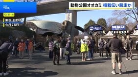 オオカミは飼育エリアの壁に生えた植栽を伝って擁壁を飛び越え脱走か 麻酔銃など使い園内で捕獲　東京・日野市の多摩動物公園|TBS NEWS DIG