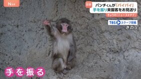子ザルの「パンチくん」閉園アナウンスに合わせて来園者にバイバイ？キュートなお見送りに撮影者も「キュン」|TBS NEWS DIG