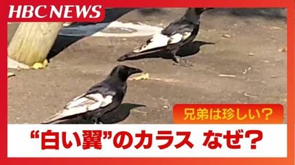 白い翼