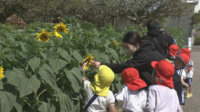 東日本大震災から15年　ひまわり畑で復興を願う|TBS NEWS DIG