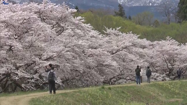 雫石川の堰堤沿い全長１.５キロの桜並木サクラ満開　多くの花見客でにぎわう　岩手・雫石町|TBS NEWS DIG