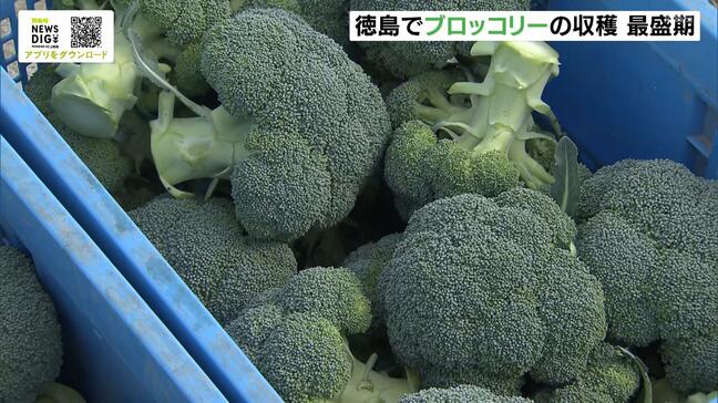 ブロッコリーの収穫が最盛期　２月以降の気温の高さで品質良く仕上がる　徳島|TBS NEWS DIG