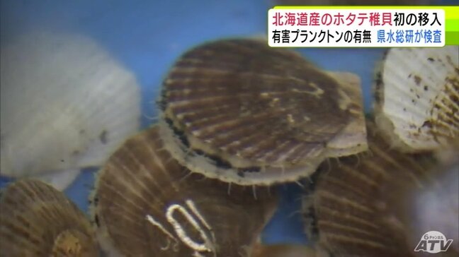 猛暑で大量死の青森県「陸奥湾ホタテ」の再生に向けて　平内町漁協が北海道から譲り受けた「ホタテの稚貝」　有害プランクトンの有無調べる検査が県水産総合研究所ではじまる　検査結果に関係者の注目集まる|TBS NEWS DIG