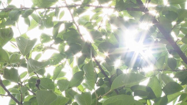 サル山ではミストをまいて…各地で季節外れの暑さに　上田・佐久・飯山で30度超　長野・松本・飯田は29.7度　17日以降も暑さ続く　熱中症などに注意|TBS NEWS DIG