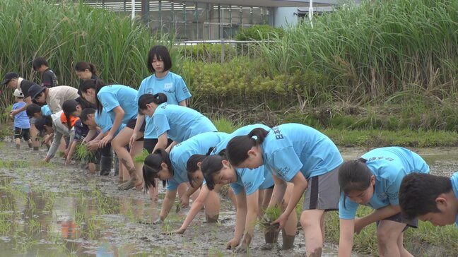 食育の授業の一環 中学生が田植え体験 赤紫色が特徴の「黒米」の苗植える|TBS NEWS DIG