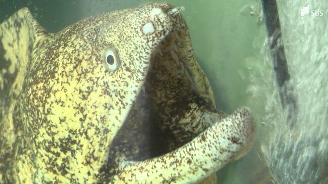 「人間が食物連鎖の中に入って自然界をどう守っていくか」不漁続くイセエビの天敵“海のギャング”ウツボをスナックに【SDGs】|TBS NEWS DIG