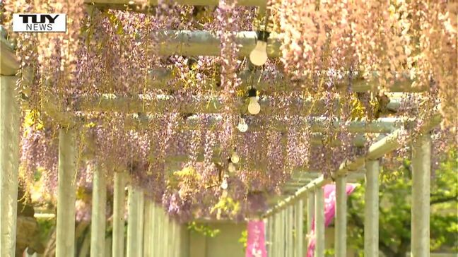 体育館前にズラリと咲く藤の花が見ごろ！ 夜にはライトアップも（山形・鶴岡市）　|TBS NEWS DIG