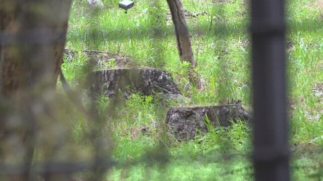 ホテルから富士山が見通せるよう樹木を無断伐採　中国籍の男に懲役1年、執行猶予3年の有罪判決　山梨|TBS NEWS DIG