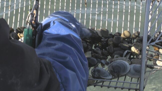 ｢大不漁でアサリ漁師が“存続危機”｣  漁獲量が20年連続全国1位の愛知県が2位に転落　背景には猛暑やクロダイの食害による大量死|TBS NEWS DIG