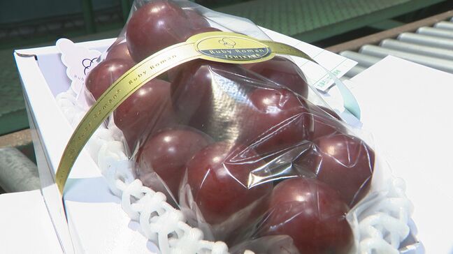 石川県オリジナル高級ブドウ「ルビーロマン」初競りで一房100万円|TBS NEWS DIG