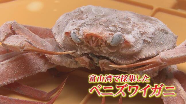 富山湾のベニズワイガニ調査　成体が回復傾向も稚ガニが減少　「乱泥流」の影響受けたか　今季も過去最少で将来の漁獲に不安|TBS NEWS DIG