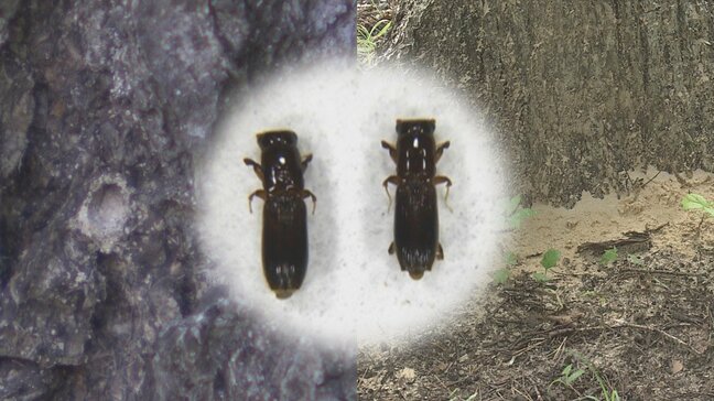 被害拡大なぜ?『カシノナガキクイムシ』媒介の菌に感染して起こる「ナラ枯れ」 ムシが入った木には「つまようじが刺さる大きさ」の穴が… まるで紅葉? 山全体の色が変わるほどの所も… 専門家「大きな問題になる可能性も」|TBS NEWS DIG