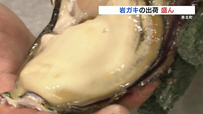 巨大カキ 3、4年かけて大人の手の平ほどに! 「天草天領岩かき」出荷が盛ん 熊本|TBS NEWS DIG