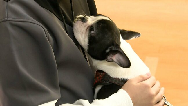 「温かい」「柔らかい」訓練を受けたセラピー犬との触れ合い　不登校の子供たちに変化|TBS NEWS DIG