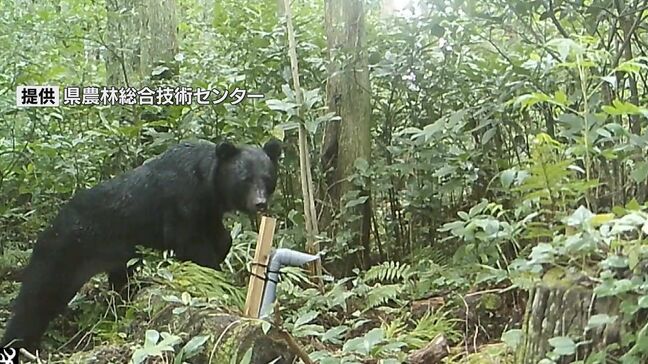 ツキノワグマの目撃・捕獲・人身被害　昨年度過去最多に　山口県|TBS NEWS DIG