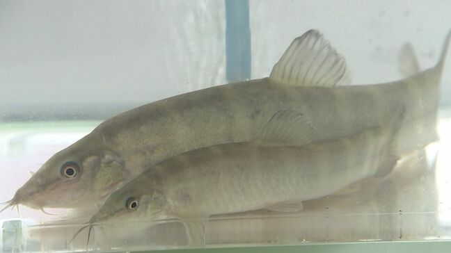 絶滅の危険性が極めて高い天然記念物の「アユモドキ」の密漁を未然に防げ　環境省などがパトロール【岡山】|TBS NEWS DIG