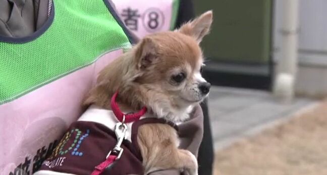 飼い主悩ます「ペットとの避難」対応に向け 行政と専門学校が訓練 石川・白山市|TBS NEWS DIG