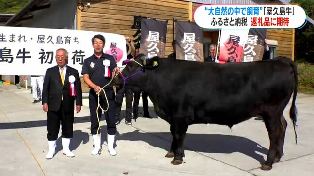 「屋久島牛」初出荷 新たなふるさと納税返礼品として期待 鹿児島|TBS NEWS DIG