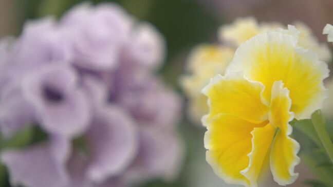 札幌で春の花の即売会始まる「雪どけで春の花を楽しみにされている」《北国の鉢花まつり～春の花即売会》|TBS NEWS DIG
