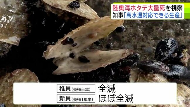 むつ市漁協で養殖半年の稚貝約2400枚が全滅 養殖1年半の新貝は121枚のうち生きていたのは1枚… 平内町漁協小湊支所でもへい死率100%に 猛暑で大量死の「陸奥湾の養殖ホタテ」実態調査を知事が視察|TBS NEWS DIG