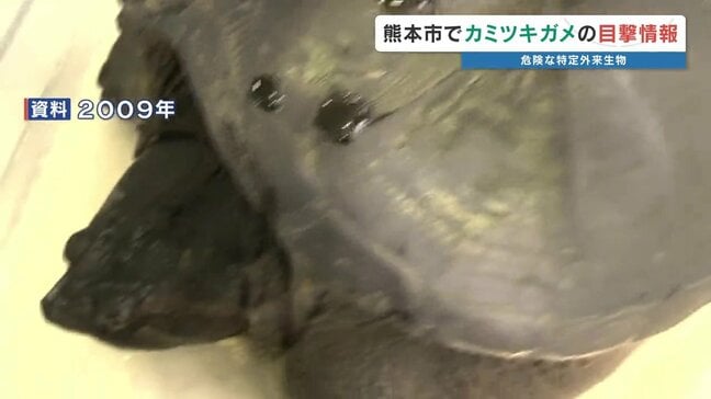 【近づかない！】住宅街で特定外来生物「カミツキガメ」目撃情報　捕獲を急ぐ　熊本市東区|TBS NEWS DIG