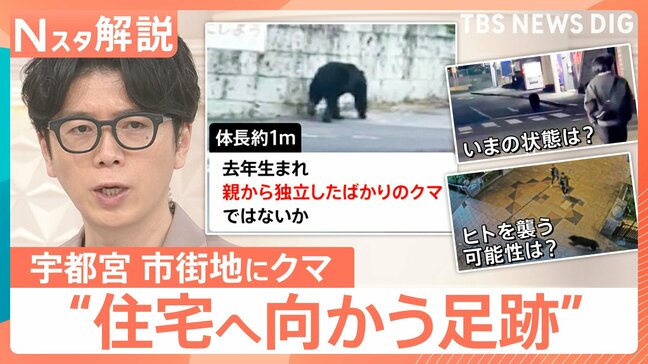 今は「迷子状態」?宇都宮で目撃相次ぐクマ 街の中心部に現れたワケ【Nスタ解説】|TBS NEWS DIG