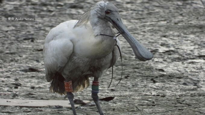 保護された 絶滅危惧種クロツラヘラサギ　治療を終えて無事に放鳥|TBS NEWS DIG