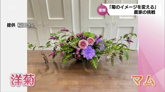 インパクトのある品種を　「仏花」としてだけではない　菊のイメージを変える農家の挑戦　|　MRTニュース ｜ ＭＲＴ宮崎放送
