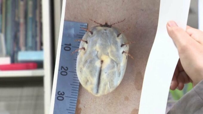 パンパンに膨らんだ巨大な“マダニ” 住宅地の茂みで見つかる その正体は「タカサゴキララマダニ」　|　愛媛のニュース - Nスタえひめ｜あいテレビは6チャンネル