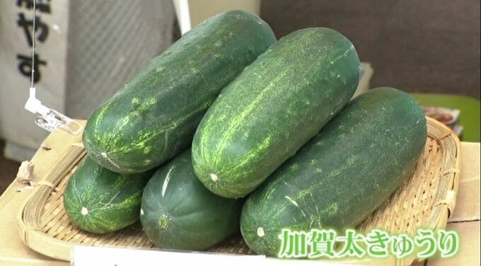 「生でもよし・煮てもよし・焼いてもよし」 加賀太きゅうりを試食フェアでPR　|　石川県のニュース｜MRO北陸放送