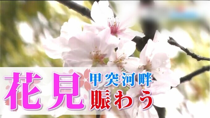 【お花見情報】甲突川河畔のサクラ開花状況【吉野公園、丸岡公園、寺山いこいの広場、吾平山陵、忠元公園、霧島神話の里も】土日の天気予報  鹿児島 |TBS NEWS DIG