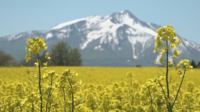 岩木山麓に広がるのは“黄色い絶景”　青森県鯵ヶ沢町と弘前市を結ぶ農道＝通称「やまなみロード」沿いで菜の花畑が見頃に　見た人は「感動ひとしおです」　菜の花畑周辺には臨時無料駐車場あり|TBS NEWS DIG