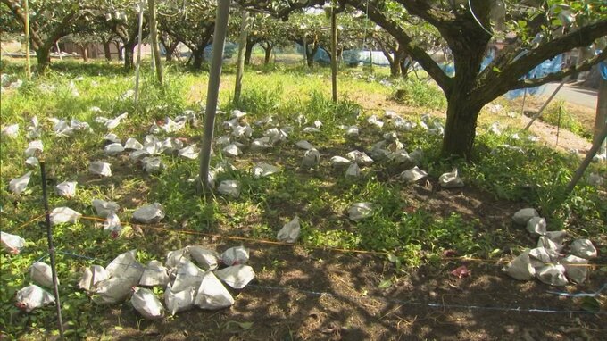 台風11号で農家悲痛…梨1000個以上が落果　児童の収穫体験用の梨も　|　BSSニュース | BSS山陰放送