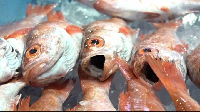 その日の午前便で羽田へ“空輸” 新鮮な奥能登の魚を能登空港から首都圏へ 全日空が支援|TBS NEWS DIG