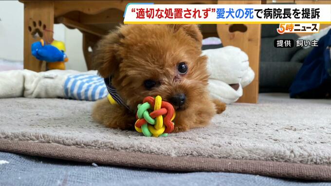 動物病院での手術後に衰弱し愛犬が死亡…飼い主側が院長を提訴　「大切な家族を失った。家族の一員と思ってくれる判決を望んでいる」|TBS NEWS DIG