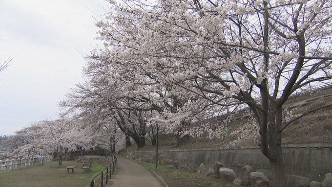 サクラのトンネルを列車が走る　勝沼ぶどう郷駅の甚六桜と保全活動　山梨・甲州市　|　山梨のニュース | ＵＴＹテレビ山梨