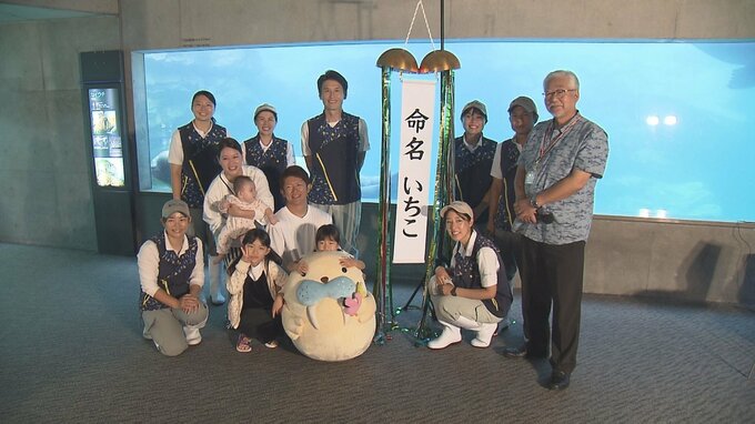 4月15日誕生のセイウチ赤ちゃん　名前「いちこ」に決まる 大分　|　大分のニュース｜OBS NEWS｜大分放送
