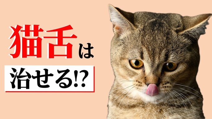 猫に限らず「動物はみんな猫舌」熱いものが食べられないのは「舌」の使い方のせいだった 「猫舌」を克服する方法|TBS NEWS DIG