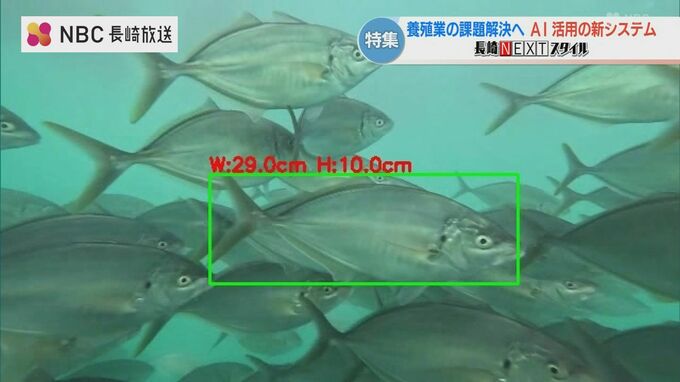 AIが《いけす内の魚の大きさや重さ》をデータ化　養殖業を効率化し融資を受けやすく　長崎　|　長崎のニュース | 天気 | NBC長崎放送