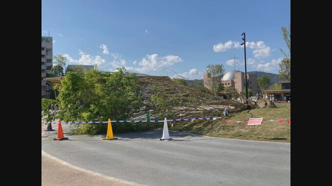 旧広島市民球場跡地「ひろしまゲートパーク」で約10mのケヤキ倒木　3月31日にオープンしたばかり　|　RCC NEWS | 広島ニュース | RCC中国放送