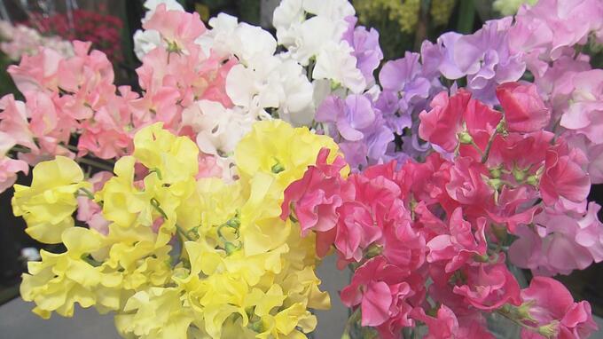 「赤いスイートピー」に意外な事実！松田聖子さんのあの名曲きっかけに・・・【市場で旬みっけ！】|TBS NEWS DIG