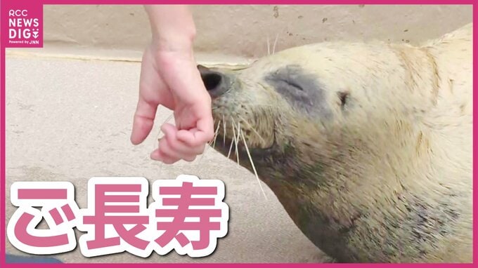 「手をかけてあげているから長生きするんだなと」ご長寿アザラシお祝い　大好きなホッケがプレゼント　宮島水族館　広島　|　RCC NEWS | 広島ニュース | RCC中国放送