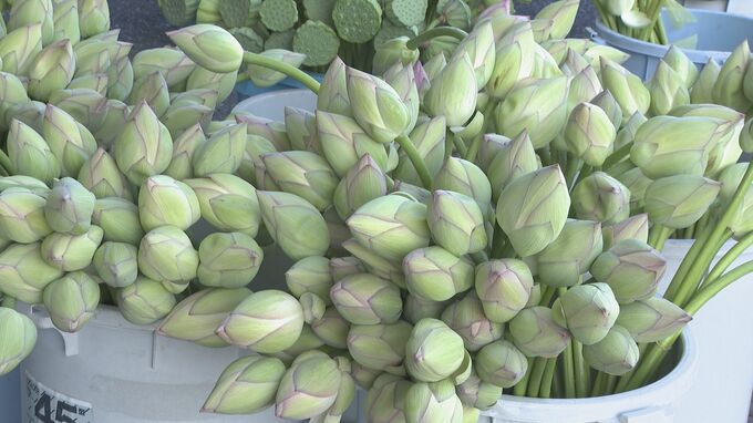 お盆飾るハスの花出荷始まる「喜んでもらいたい」レンコン生産者が市場に持ち込む|TBS NEWS DIG