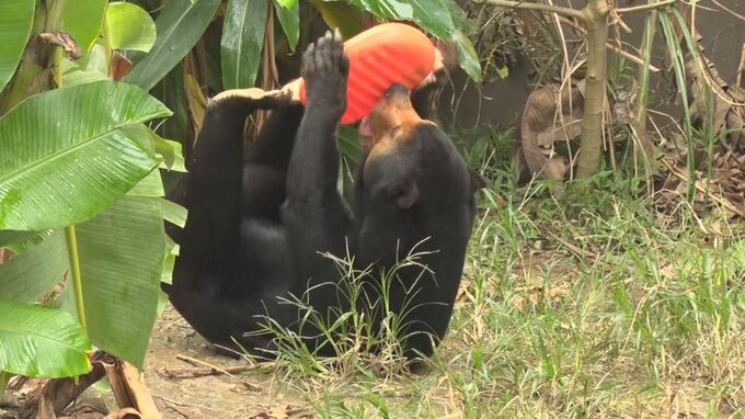 メスのマレーグマ「マーレ」が動物園に仲間入り　オスの「マーズ」との間に赤ちゃんが生まれるか期待！|TBS NEWS DIG