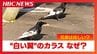 "白い翼"の兄弟カラス「非常に珍しいケース」専門家が語る”部分白化”の謎　北海道函館市　|　北海道のニュース｜HBC北海道放送
