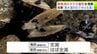 むつ市漁協で養殖半年の稚貝約2400枚が全滅　養殖1年半の新貝は121枚のうち生きていたのは1枚…　平内町漁協小湊支所でもへい死率100％に　猛暑で大量死の「陸奥湾の養殖ホタテ」実態調査を知事が視察　|　青森のニュース│ATV NEWS│青森テレビ